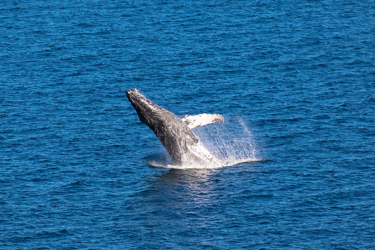 Breaching humpback whale