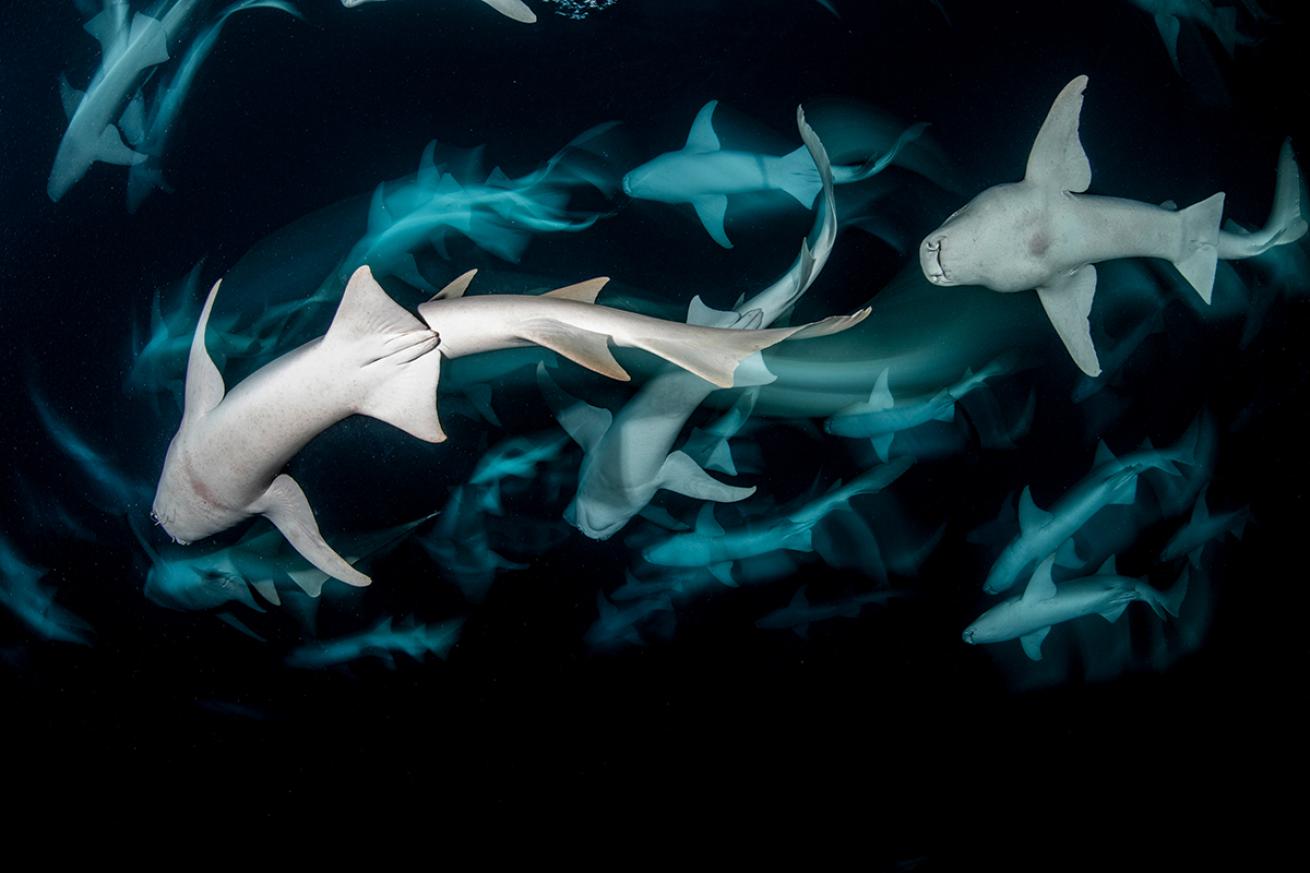 Sharks from below