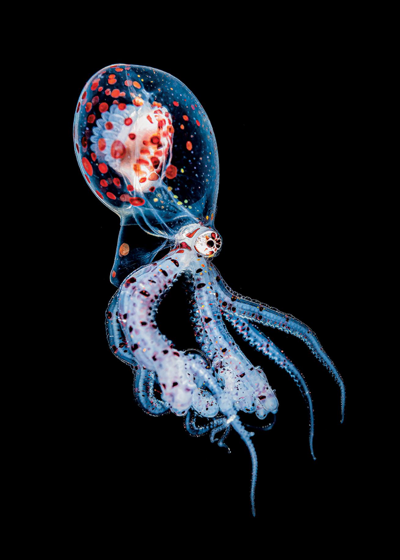 Juvenile wonderpus octopus