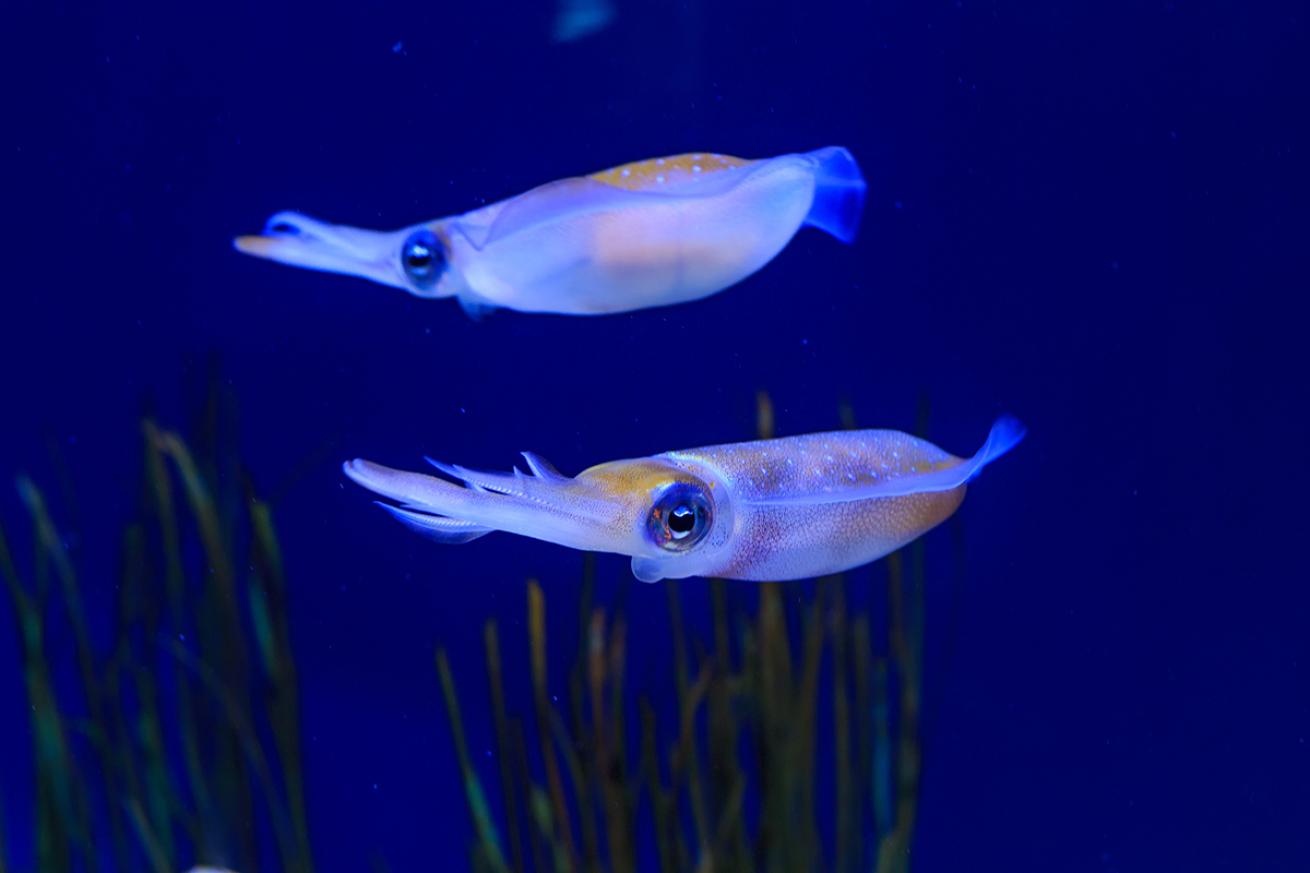 Two caribbean reef squid