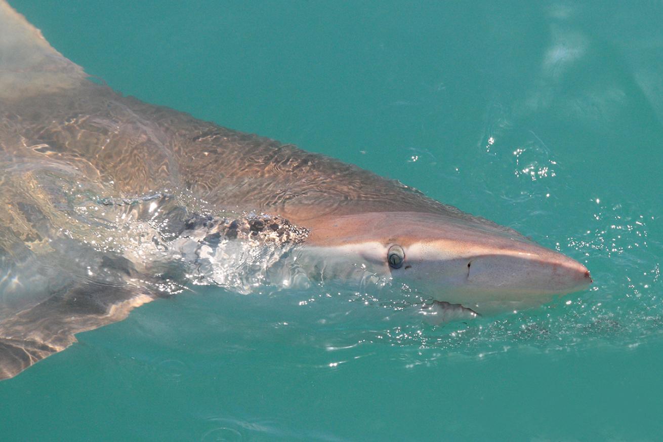 Copper shark