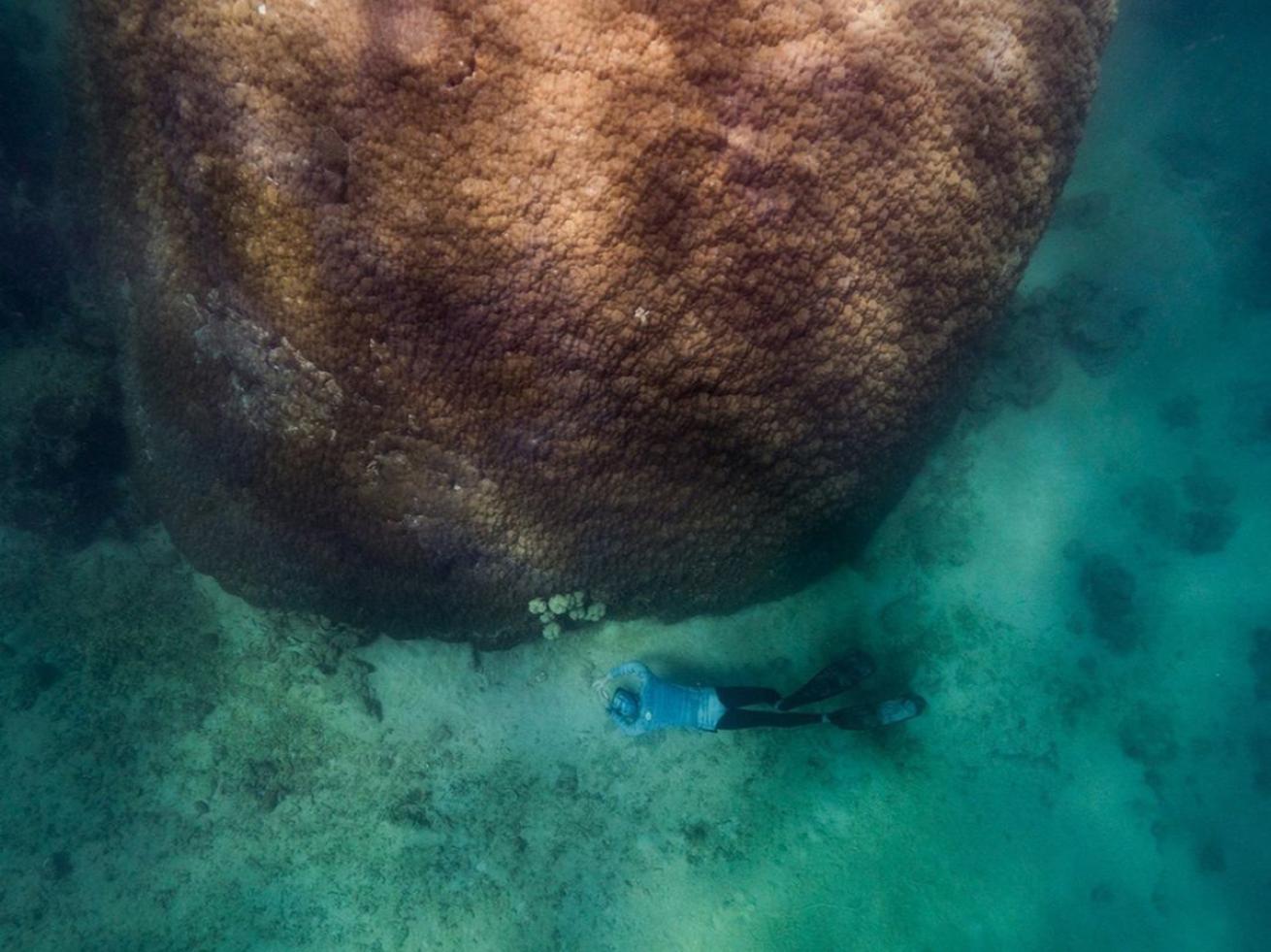 Diver with giant Australian coral