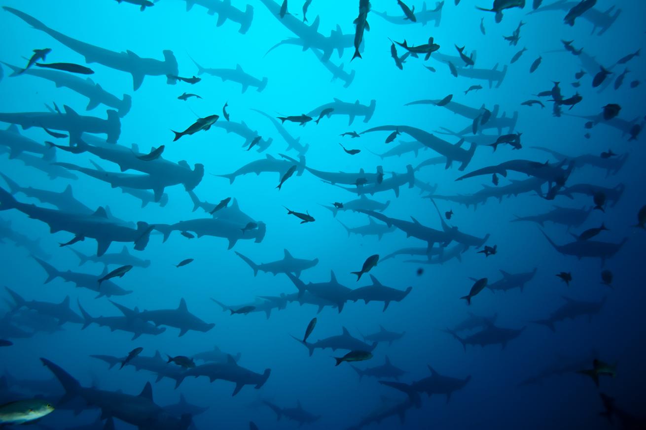 Schooling hammerheads