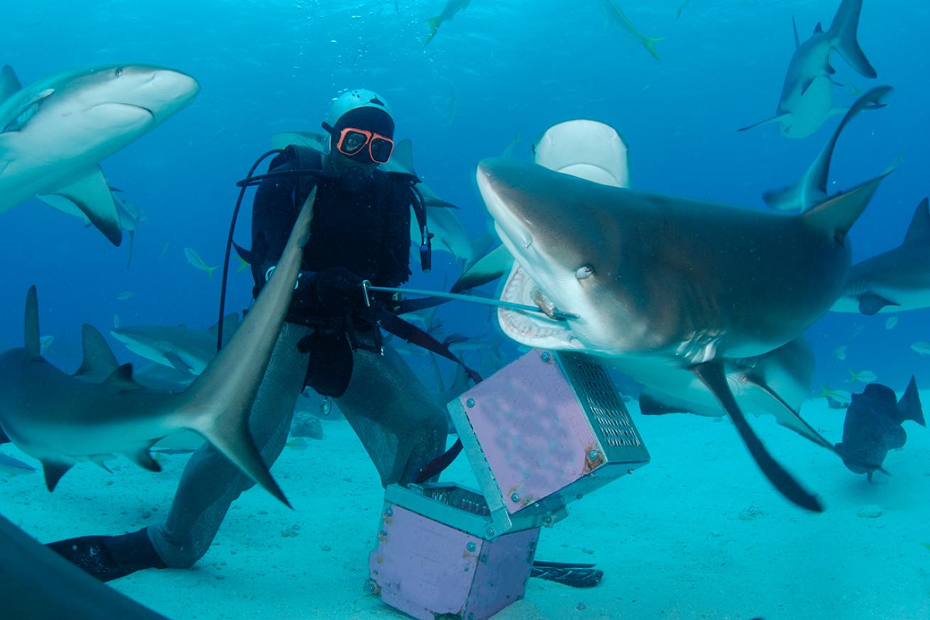 Shark feeding