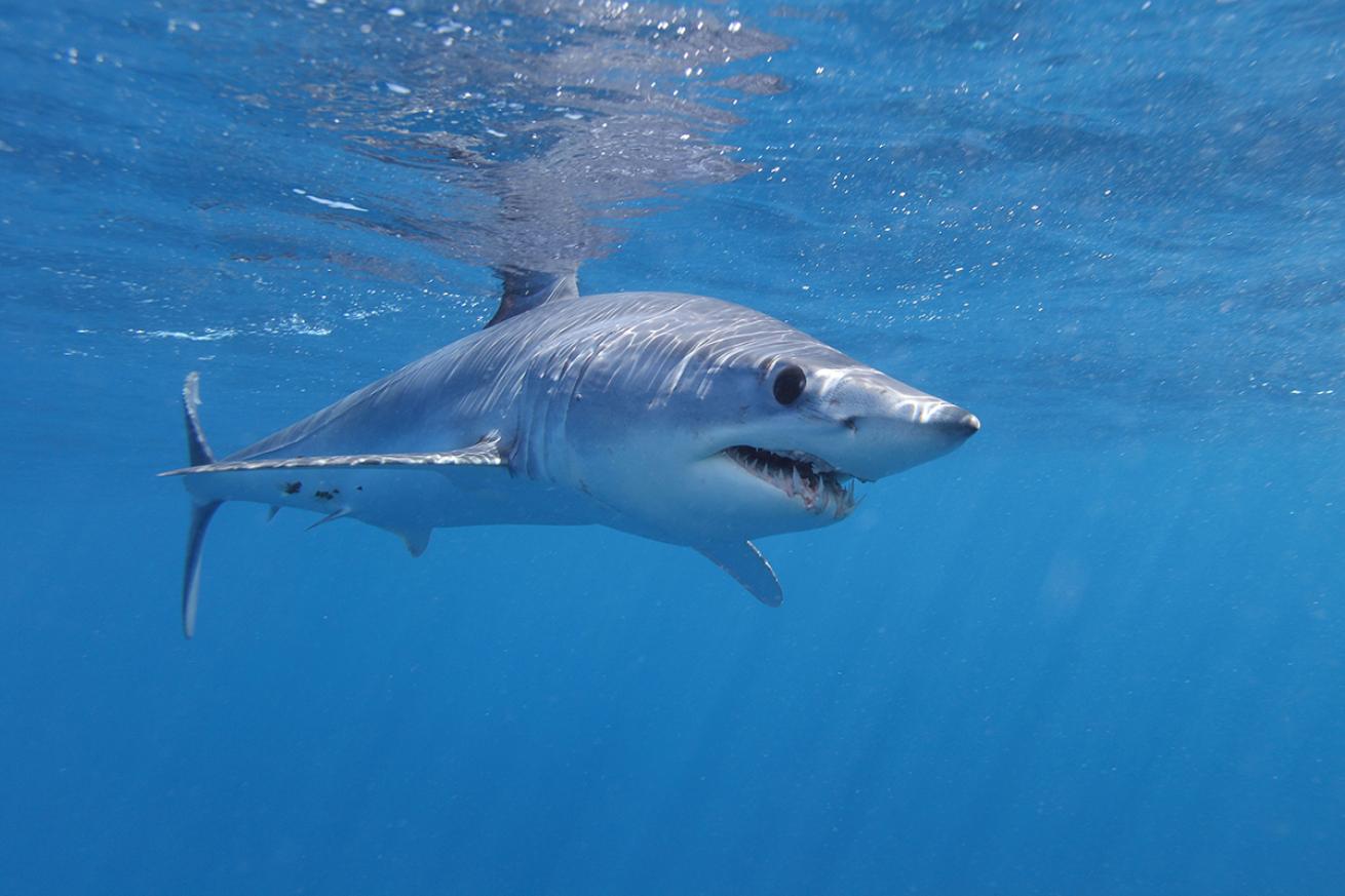Shortfin mako shark