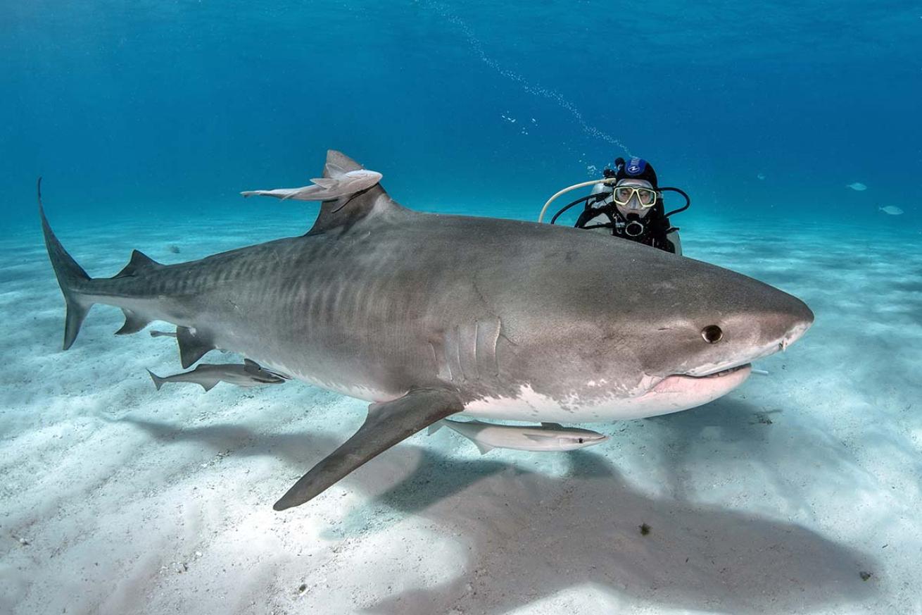 Diver with tiger shark