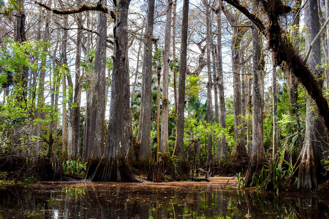 loxahatchee river