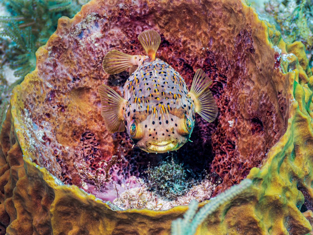 porcupine-fish-key-largo_scubadivingmagazine.septemberoctober2021