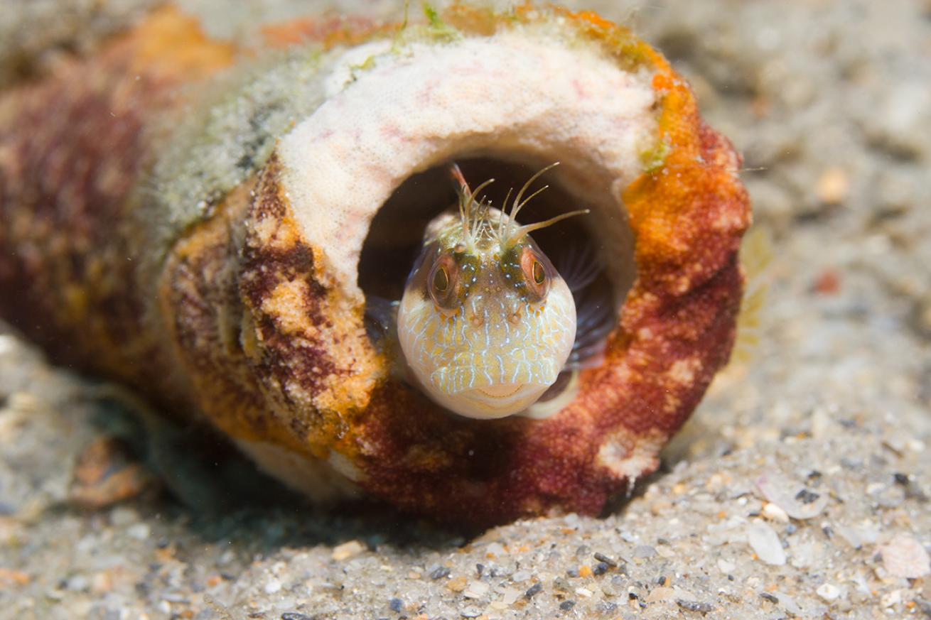 Blenny