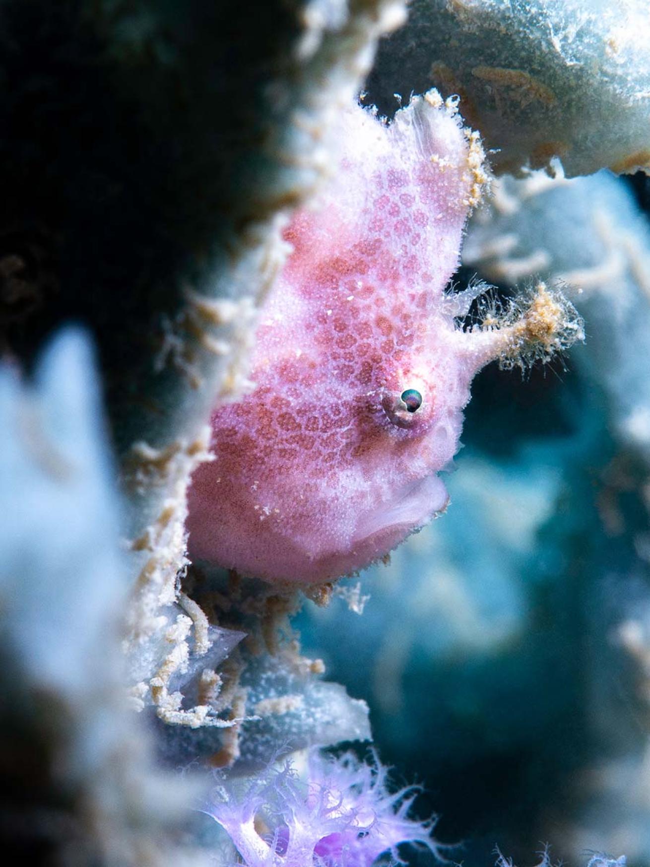 Spotted frogfish