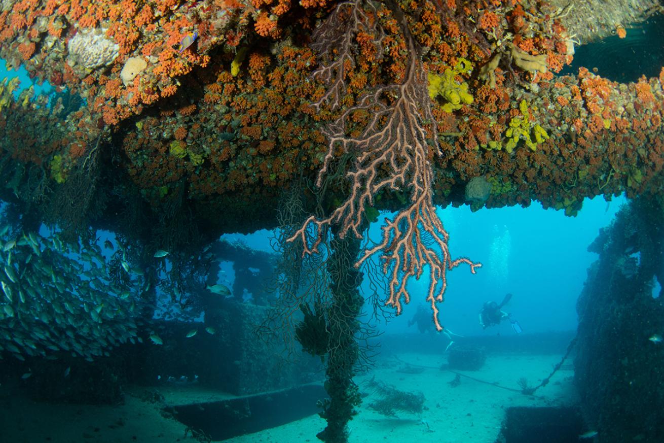 Wreck diving