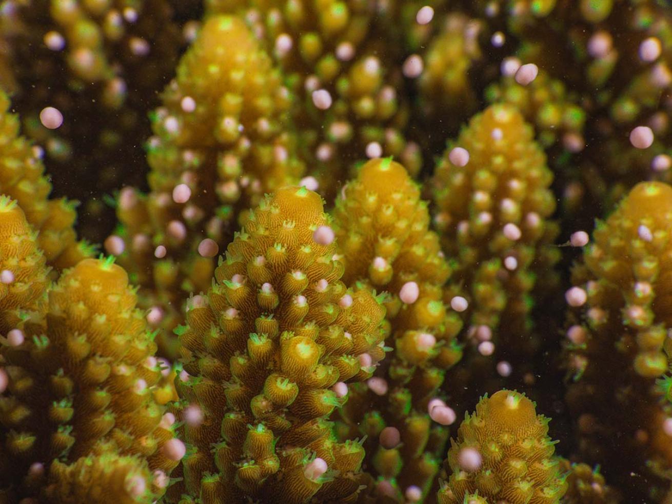 acropora spawning close up sac release