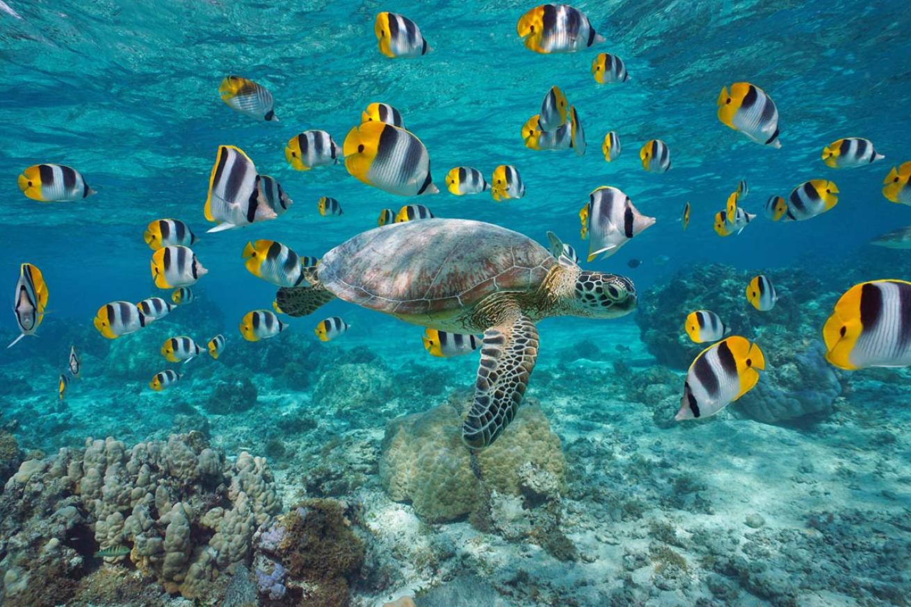 Green sea turtle butterflyfish