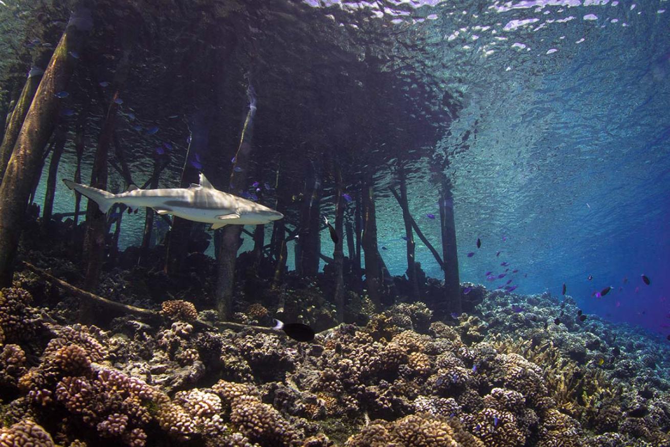 Grey reef shark coral jetty