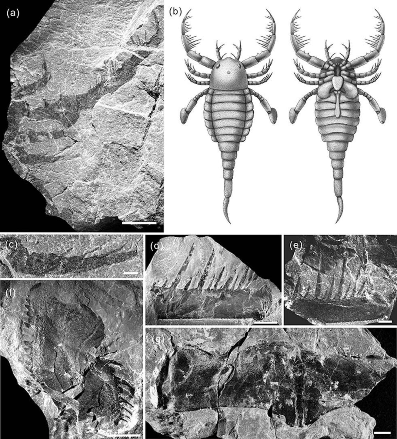Sea scorpion fossil and sketch