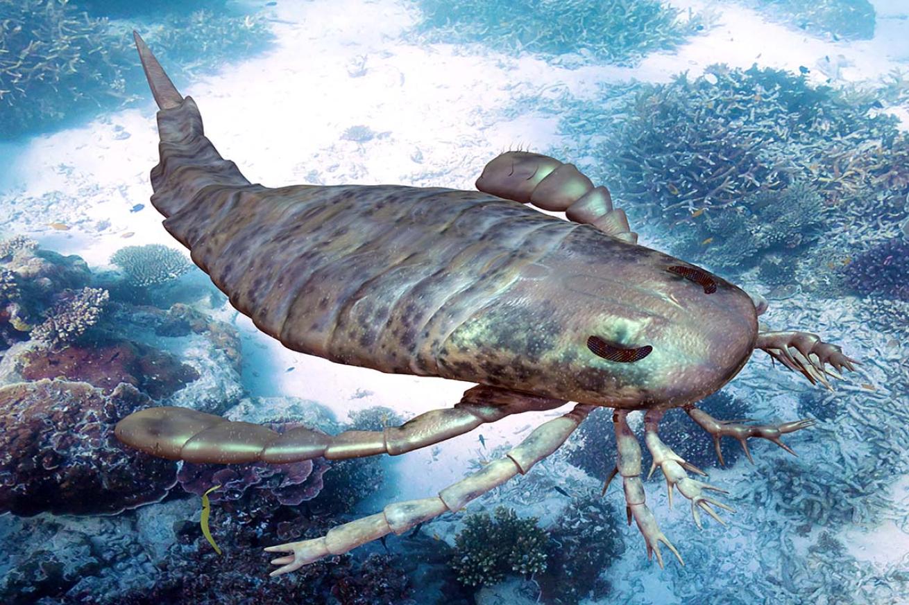 Sea scorpion illustration