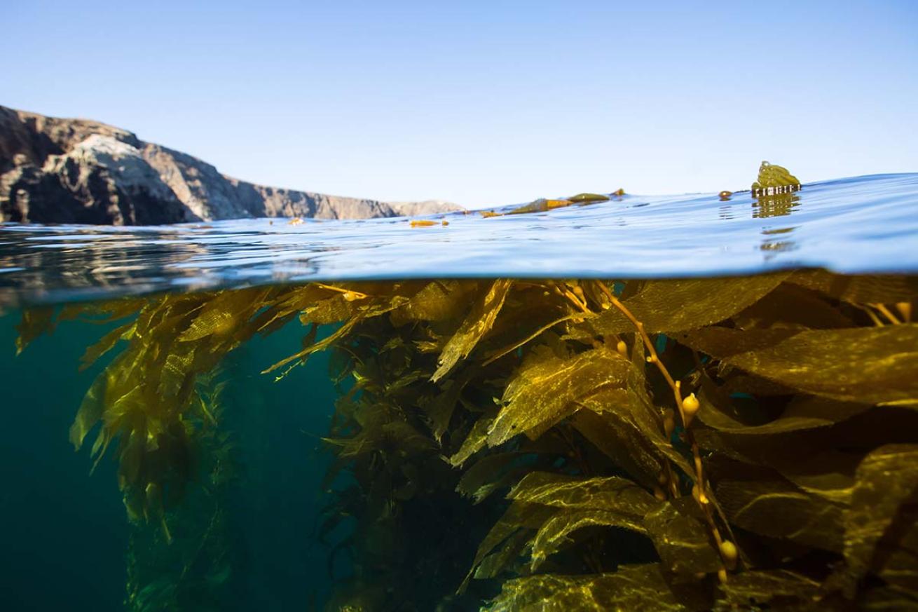 Kelp under over