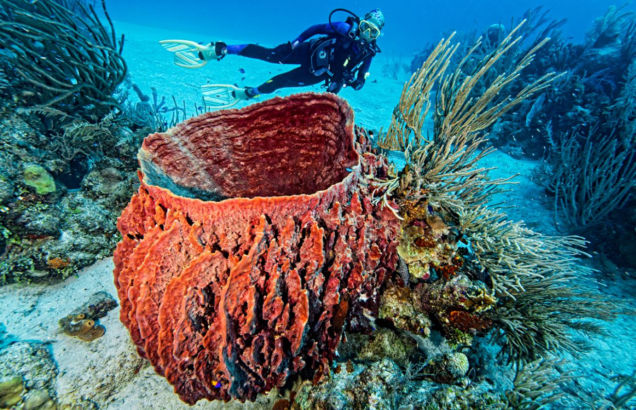 Diver by barrel sponge