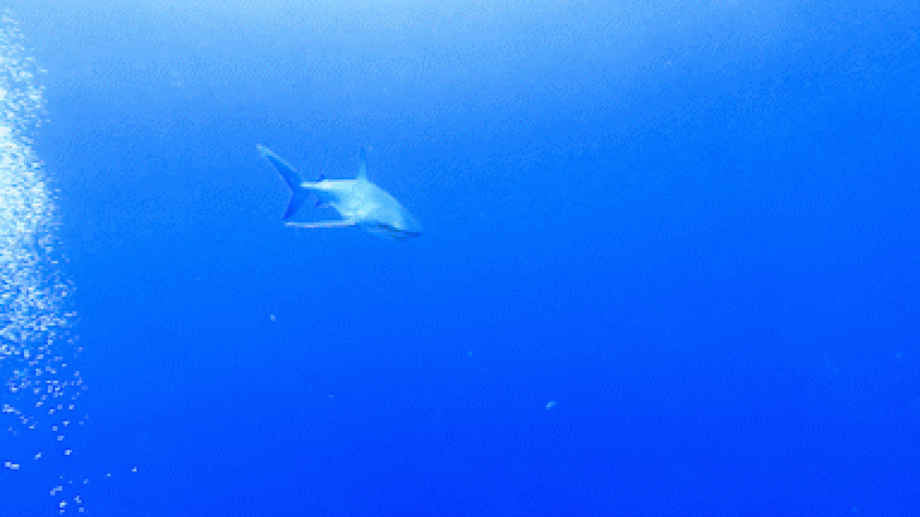 Caribbean reef shark swimming