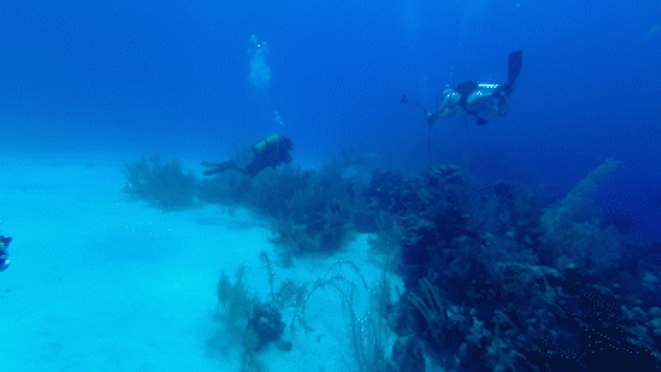 Caribbean reef sharks and divers
