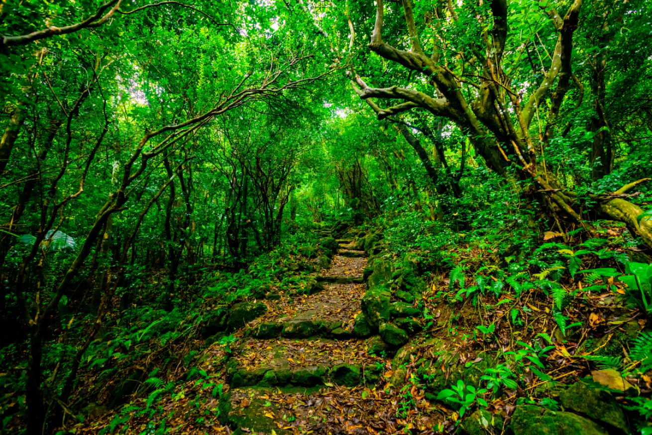 A path through a forest.