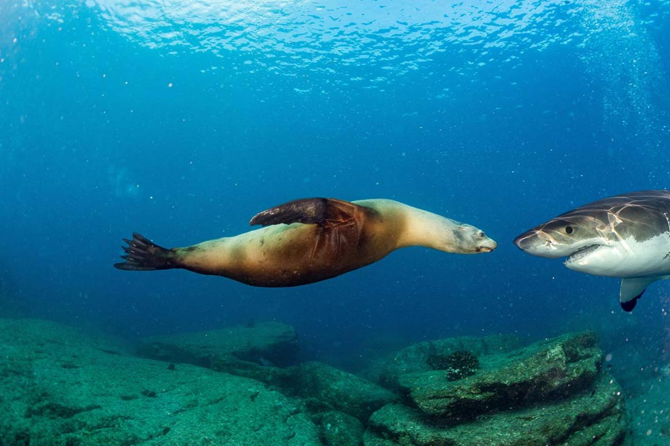 Sea lion great white shark