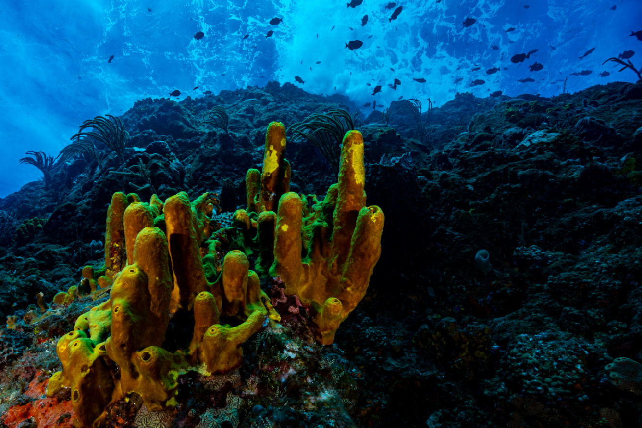 A coral reef with fish.