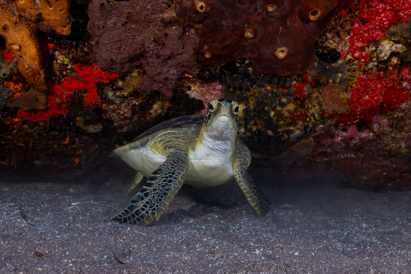 A turtle swimming in the ocean.