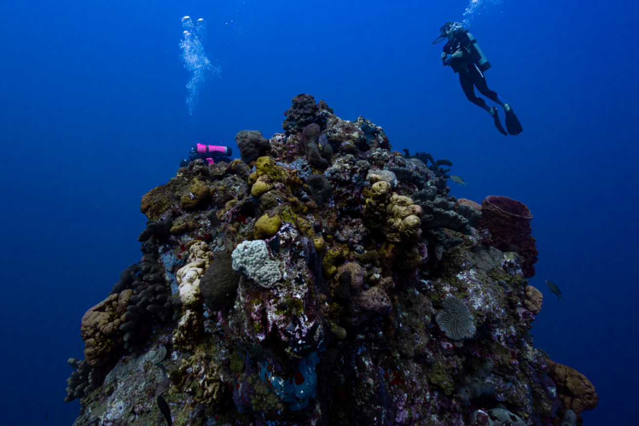 A scuba diver swimming next to a coral pinnacle.