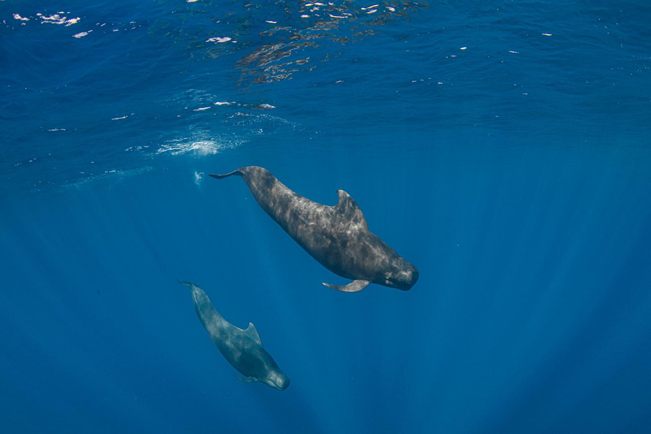 trinoc-pikot-whales.scubadivingmagazine.december2021