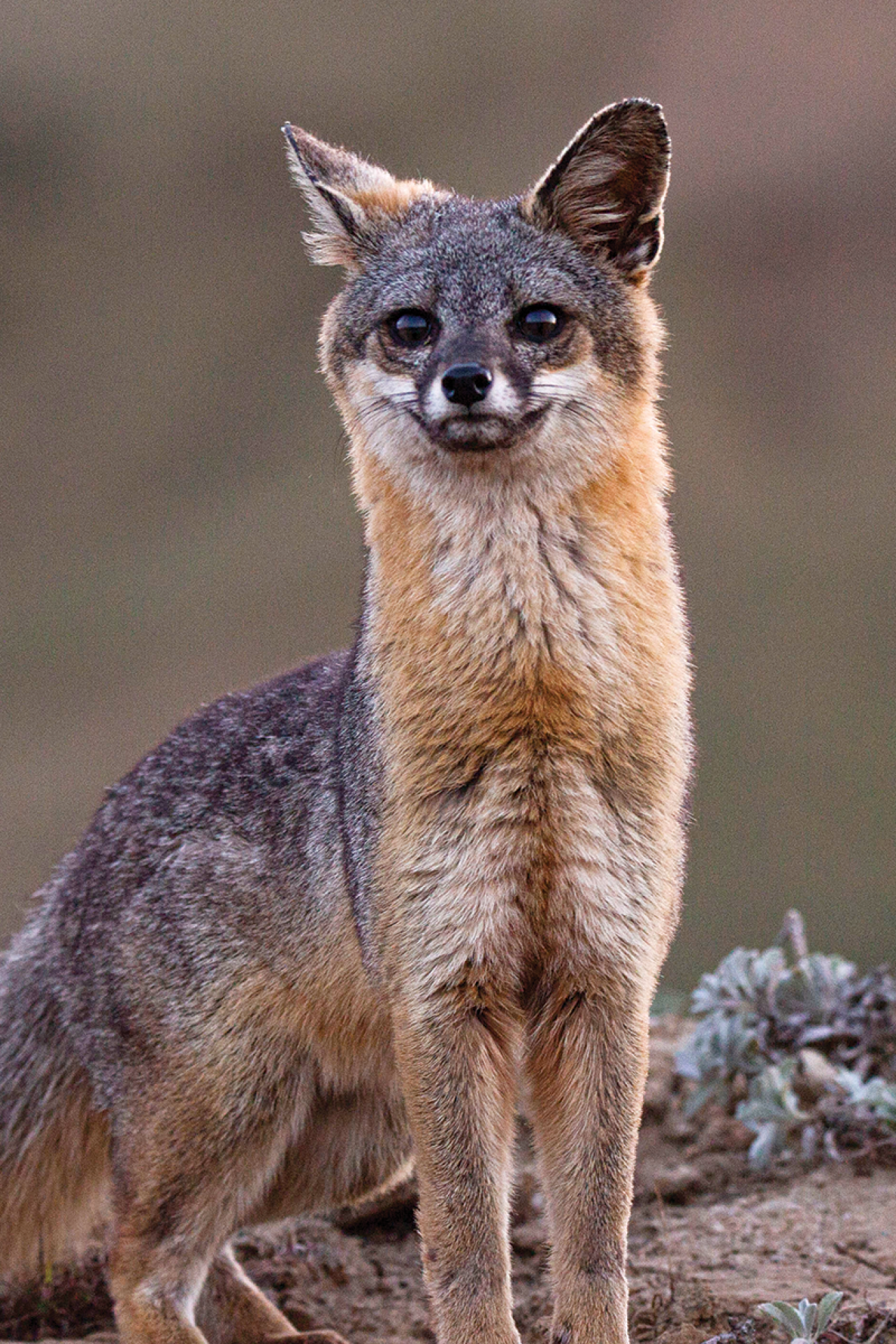 Island fox