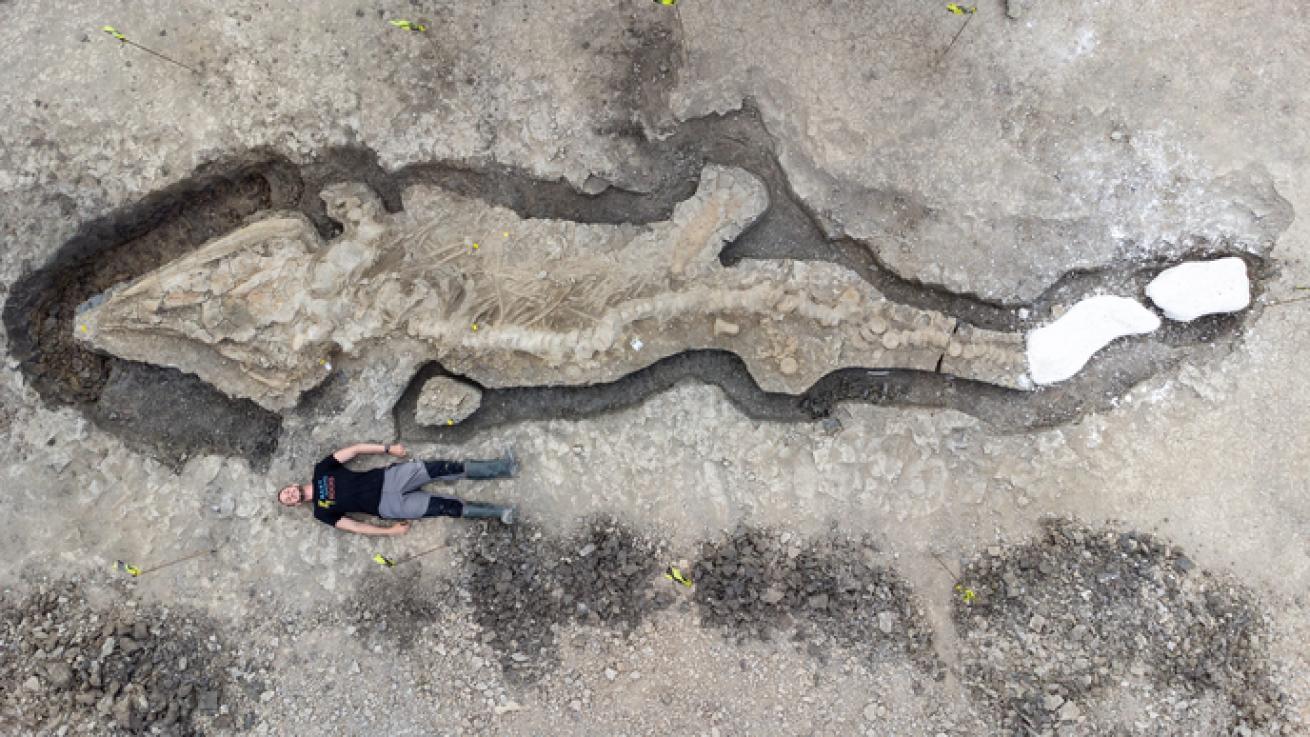 Person with ichthyosaur fossil