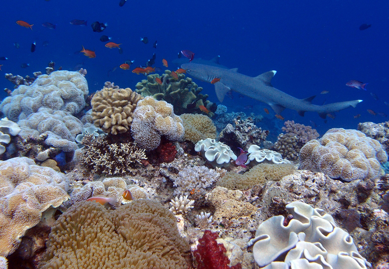Whitetip reef shark and coral