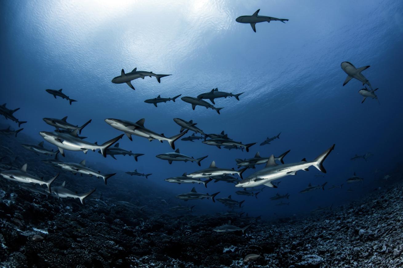 Grey reef sharks Fakarava