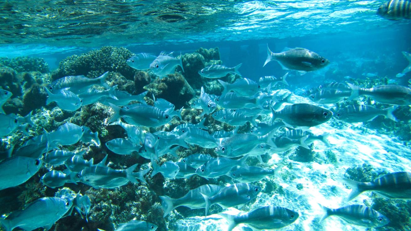 Fish in Tikehau