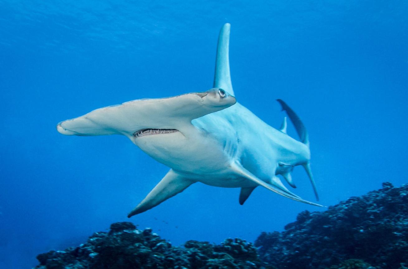 Great Hammerhead in Fakarava