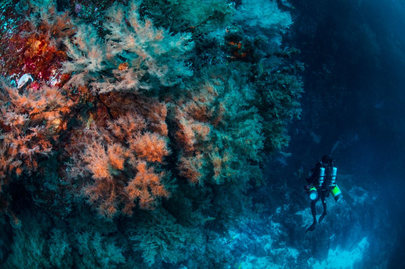 blackcoral.cocosisland.beckyschott.scubadivingmagazine2022