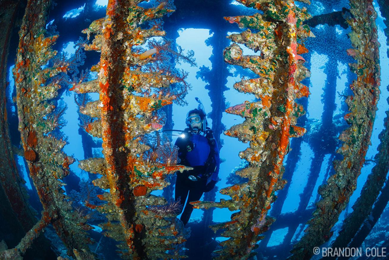 Diver Carnatic wreck