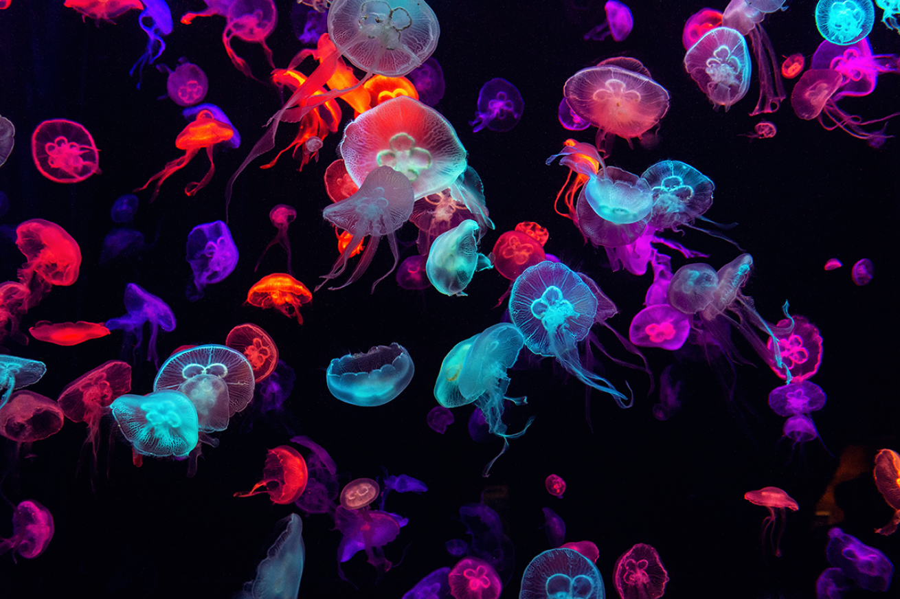 Colorful jellyfish