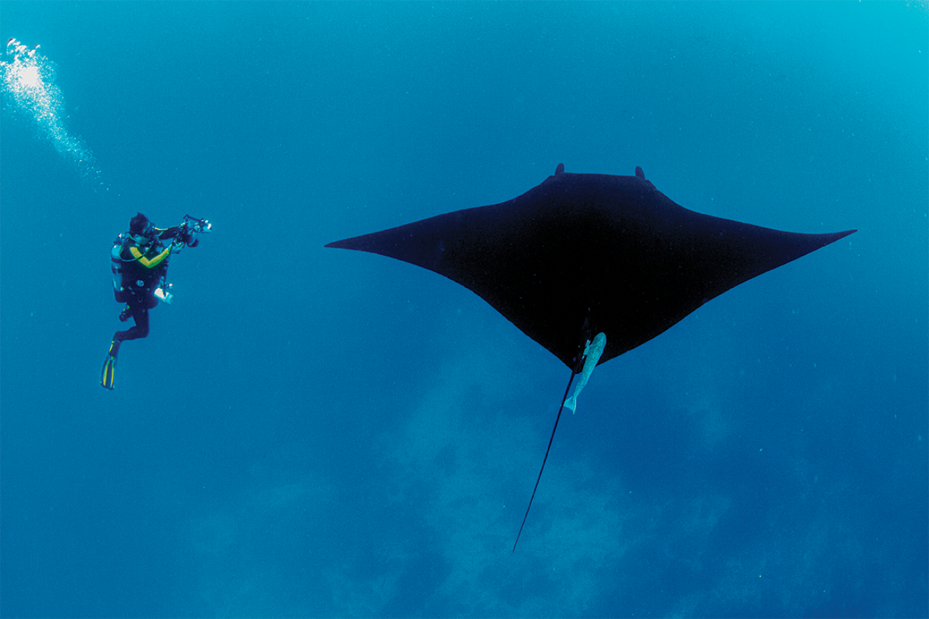 Diver with manta