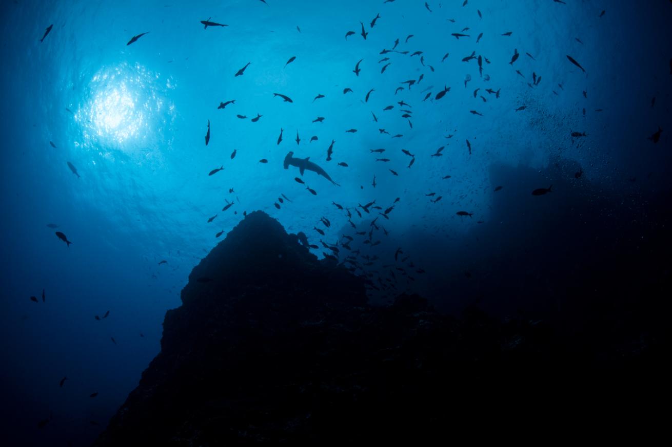 hammerheads.cocosisland.becky.schott.scubadivingmagazine2022.