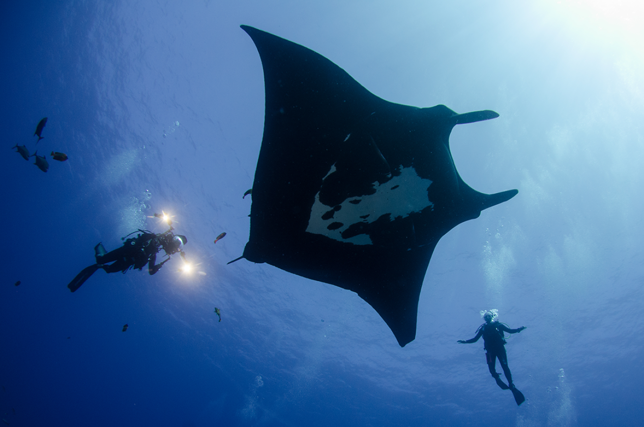 Oceanic manta ray