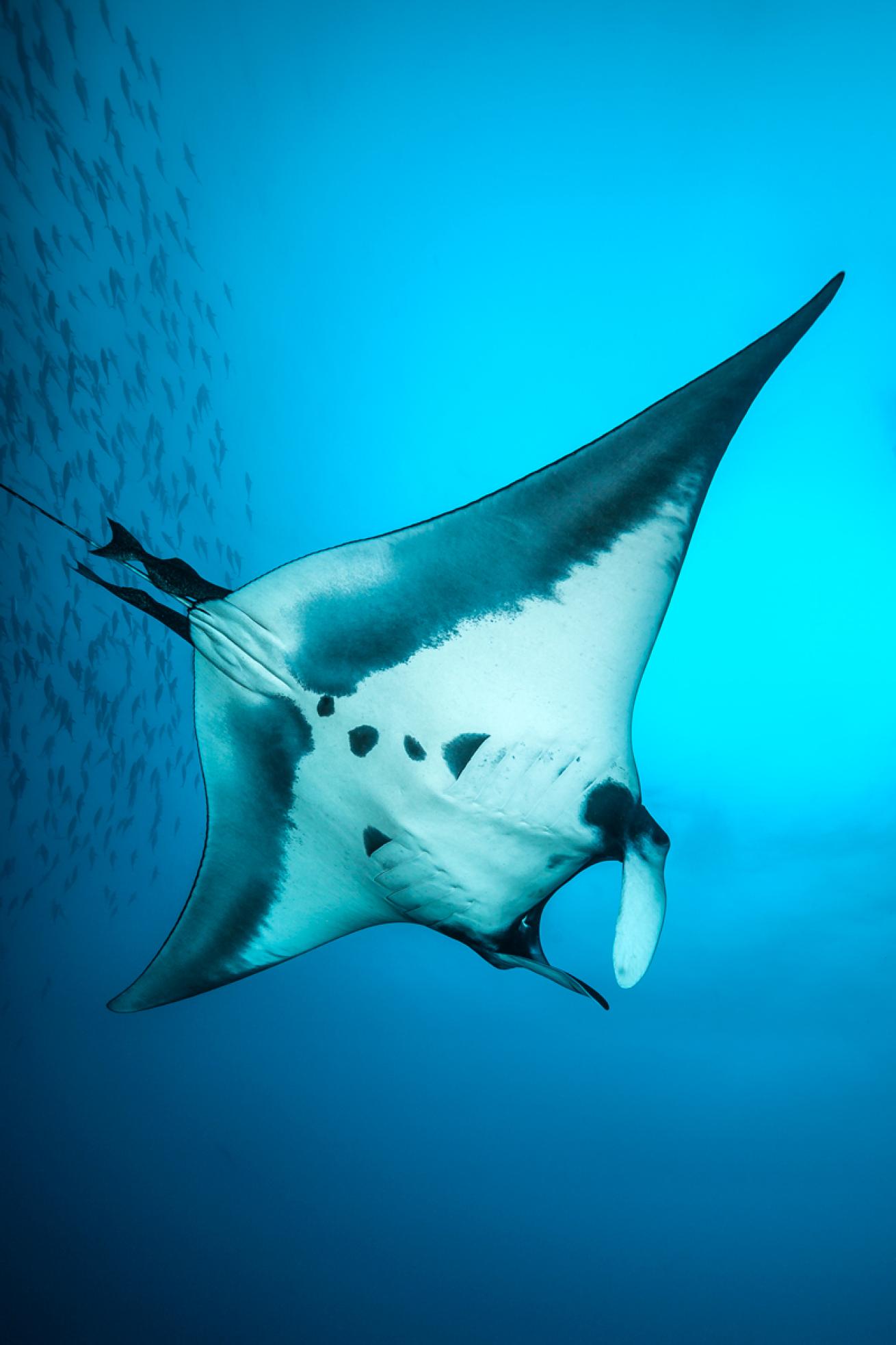 ray.cocosisland.tobias.friedrich.scubadivingmagazine2022