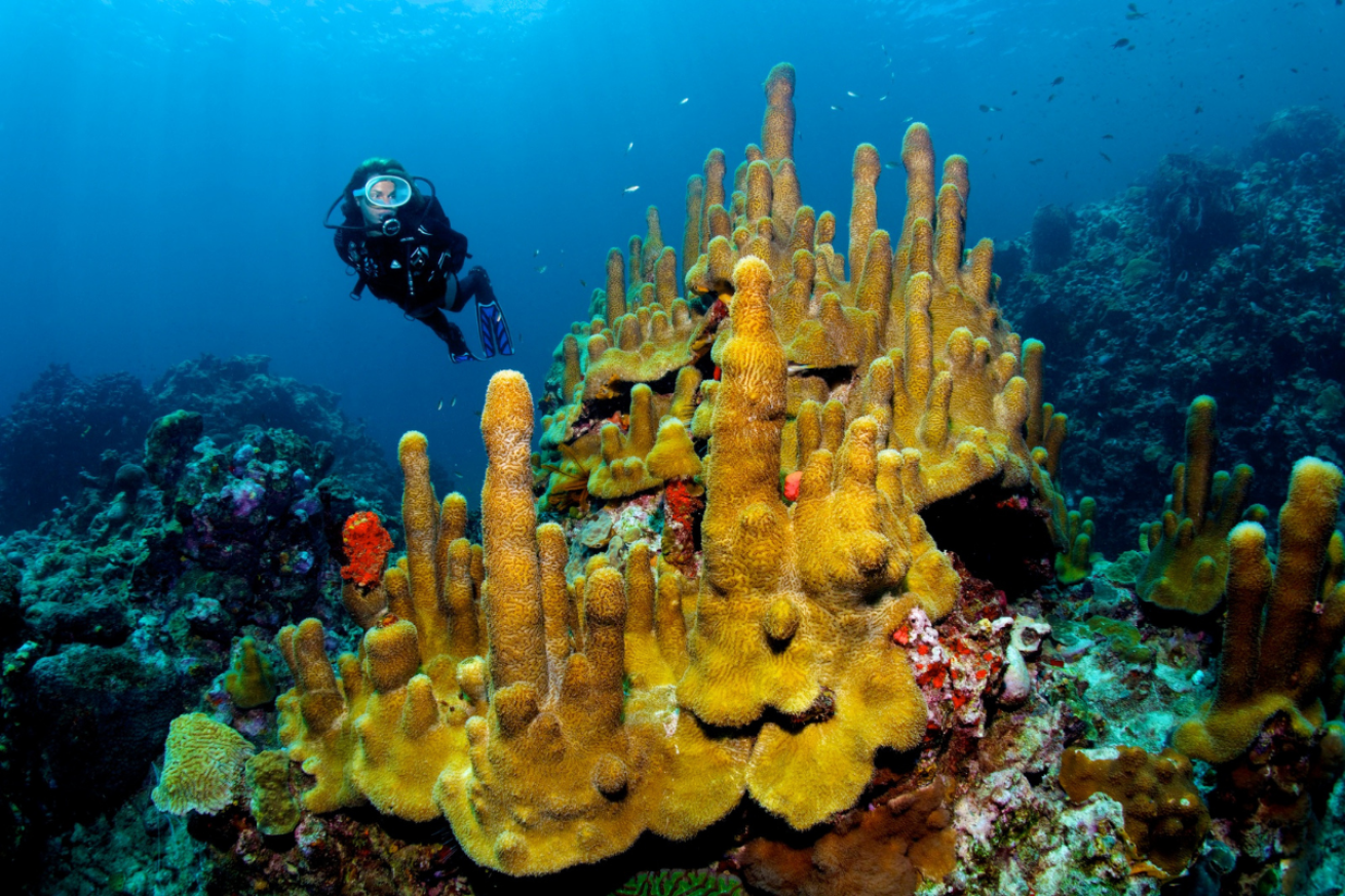 A scuba diver swimming in the ocean looking at yellow coral