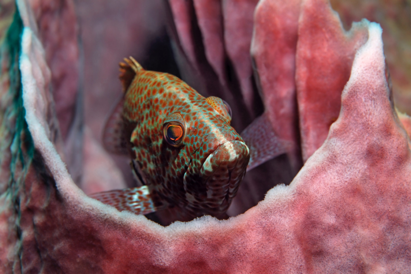 A fish hiding in pink coral