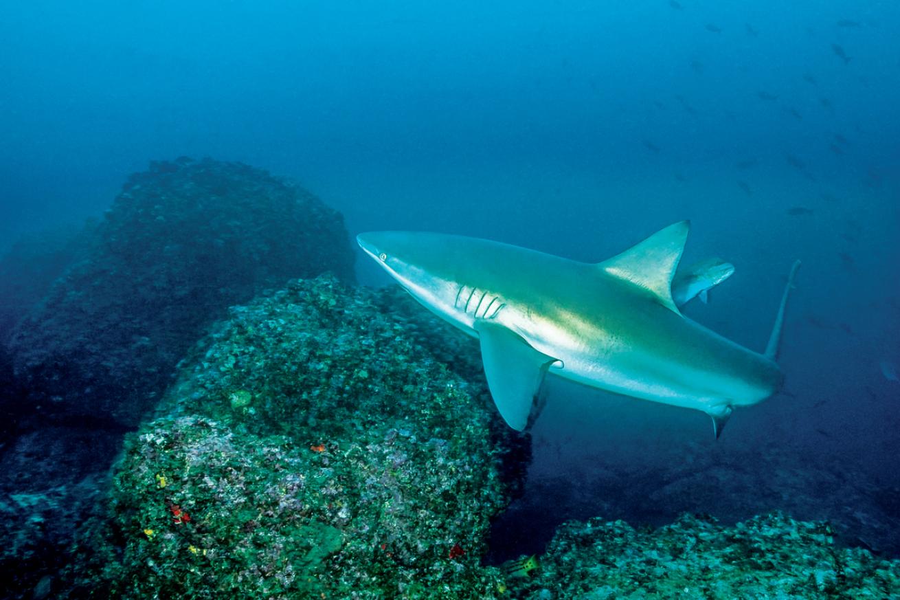 shark.cocosisland.tobias.friedrich.scubadivingmagazine2022