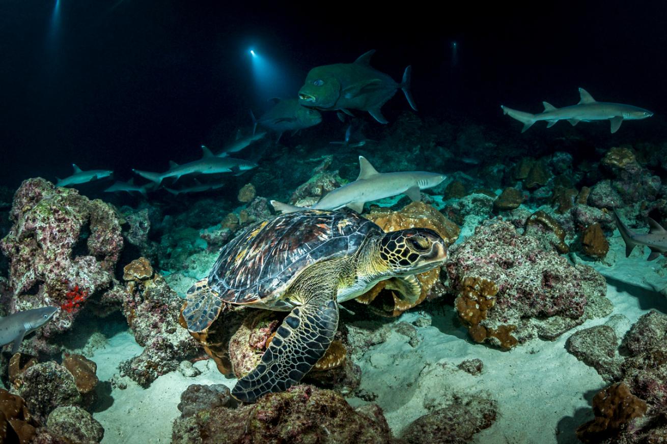 turtle.cocosisland.tobias.friedrich.scubadivingmagazine2022