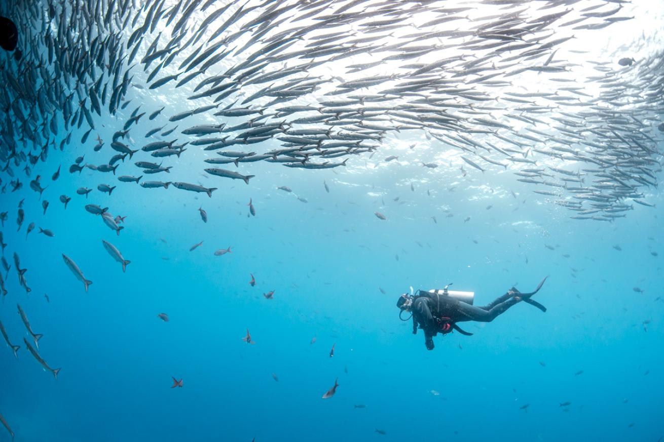 annie-crawley-malpelo.scubadivingmag.march2022