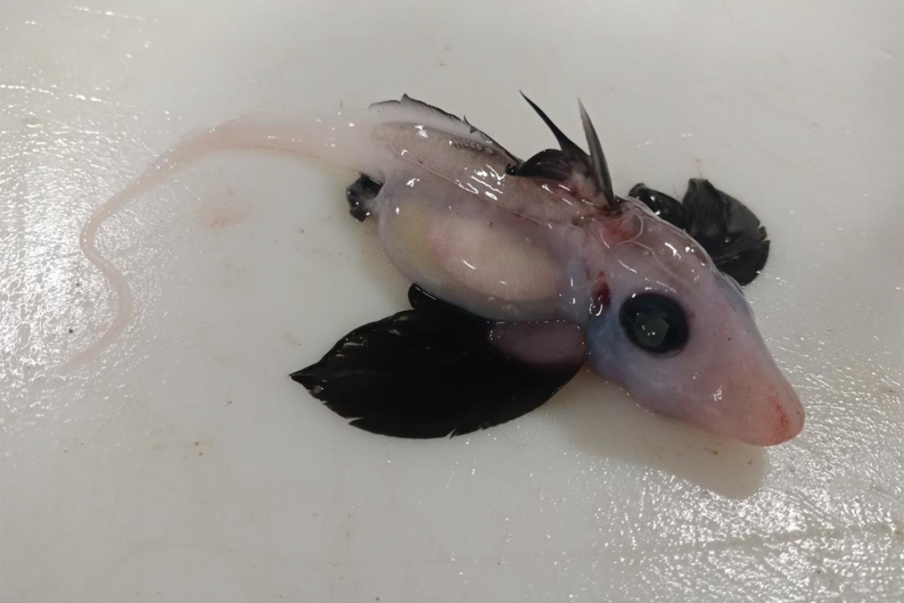 Baby ghost shark