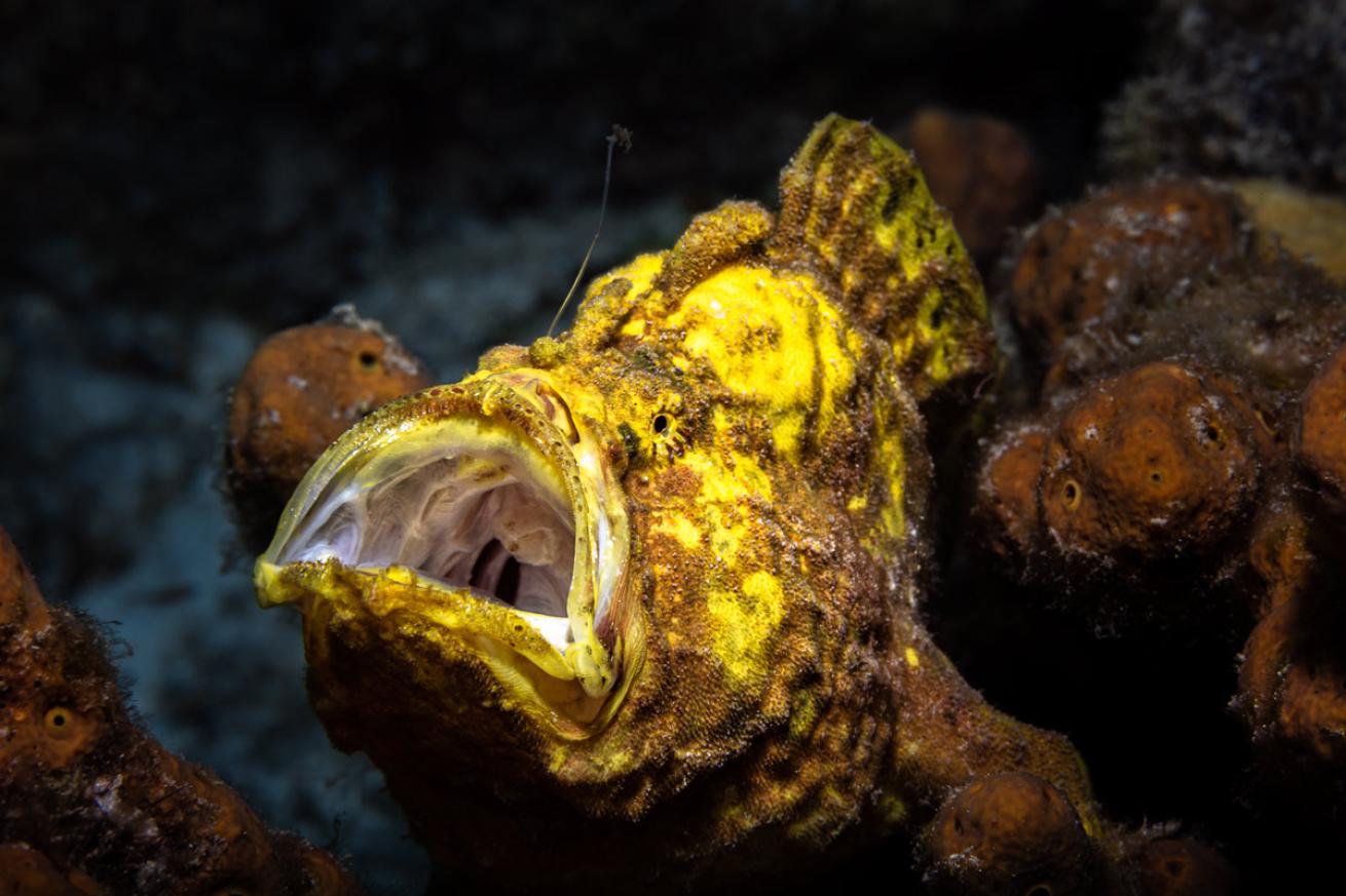 bonaire.jennifer_penner.scubadivingmag.march2022